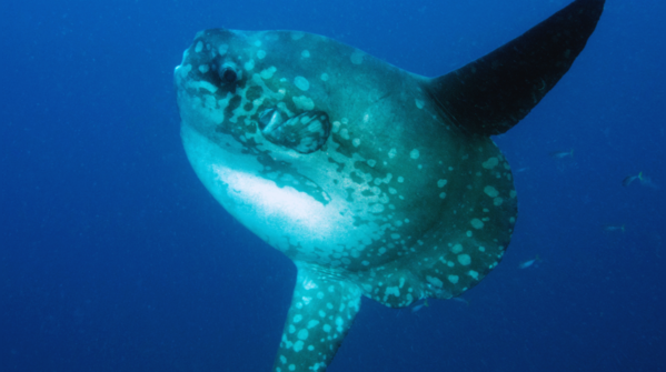 Ocean Sunfish (Mola mola), Bali, California coast