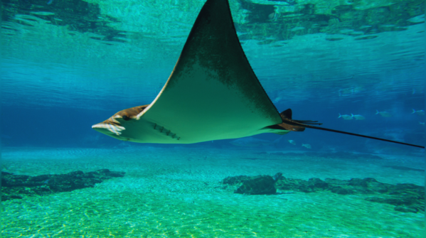 Giant Oceanic Manta Ray (Manta birostris), Maldives, Mozambique