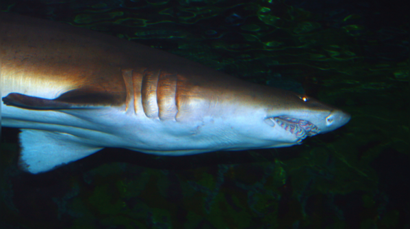 Tiger Shark (Galeocerdo cuvier), Hawaii, Bahamas