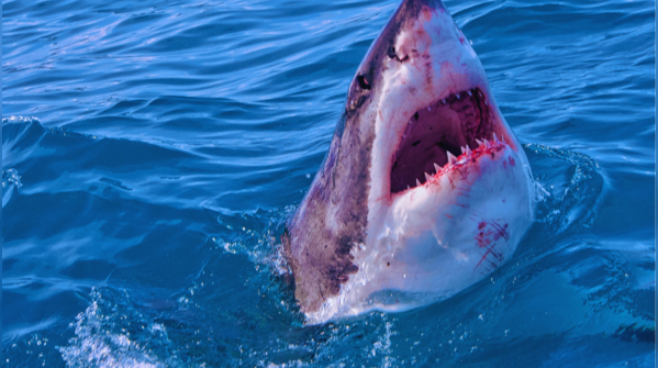 Great White Shark (Carcharodon carcharias), South Africa, Australia, California