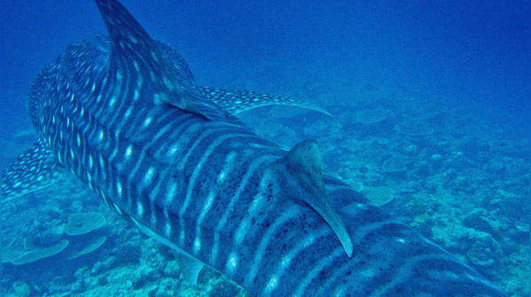 Whale Shark (Rhincodon typus), Mesoamerican Reef, Indonesia, Eastern Pacific Ocean