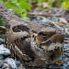 Nightjar