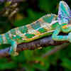 Chameleon