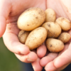 Good for your gut bacteria