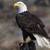 Eagle 