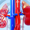 Take care of your kidneys!