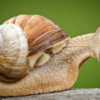 Slugs and snails