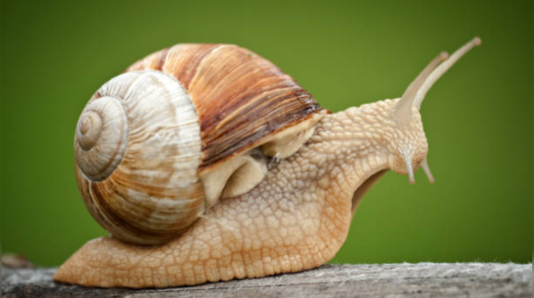 Slugs and snails
