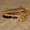 Frogs, toads… and their own kind