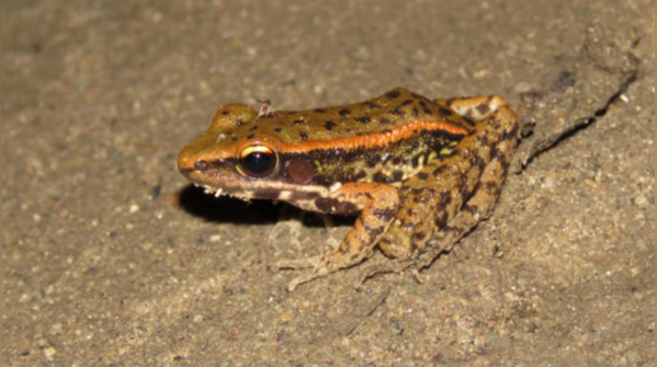 Frogs, toads… and their own kind