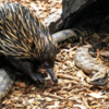 Porcupines