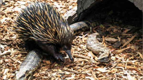 Porcupines