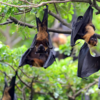 Bats 
