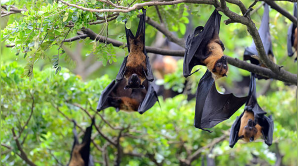 Bats