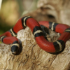 Other snakes (yes, snake-on-snake action)