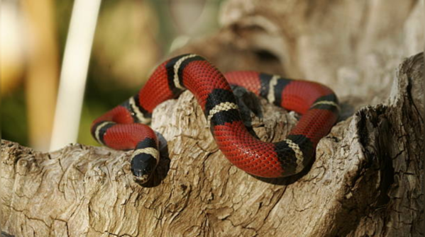 Other snakes (yes, snake-on-snake action)