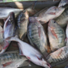 Fish… and sometimes just their eggs