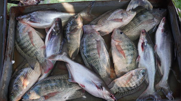 Fish… and sometimes just their eggs