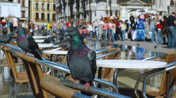 Italy – No feeding pigeons in Venice