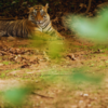 Namdapha Tiger Reserve, Arunachal Pradesh (1,985.23 sq km)