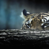 Kawal Tiger Reserve, Telangana (2,015.44 sq km)