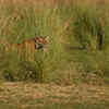 Article image for: <i class="tbold">similipal tiger reserve</i>, Odisha (2,750 sq km)