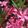 10 most poisonous plants in existence | Times of India