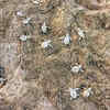 Galgibaga (Turtle) Beach, South Goa