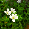 Nature’s potent herbs