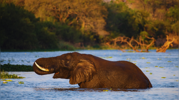 Zambezi River, Zambia & Zimbabwe