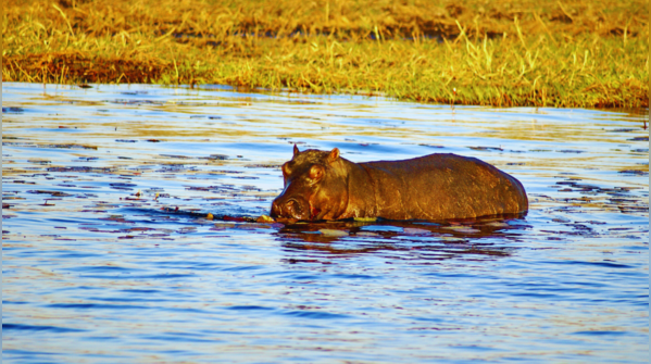 Chobe River, Botswana