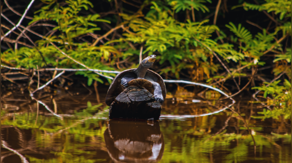 Amazon River, South America
