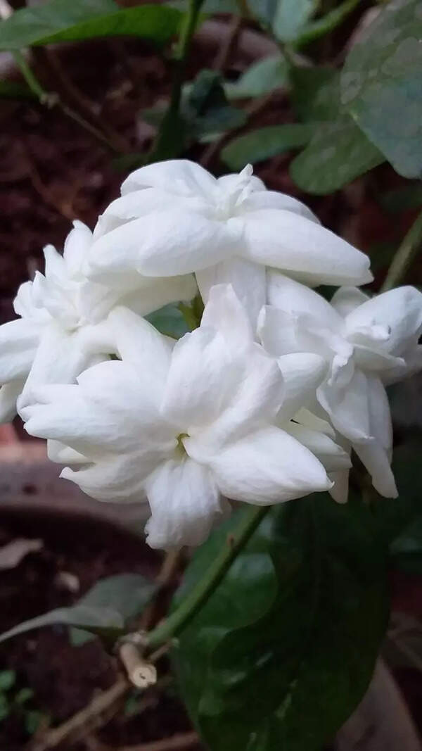 Jasmin