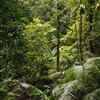 Carbon sink