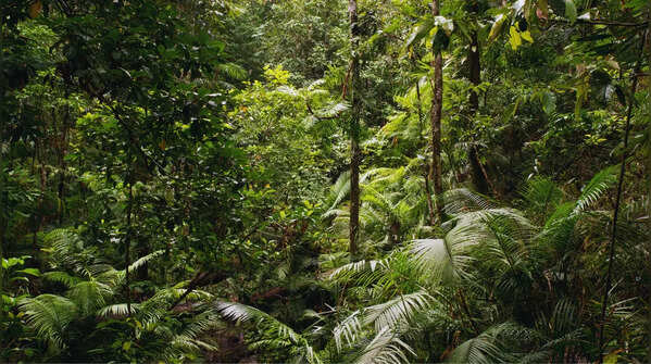 Carbon sink