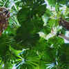 Fan palm forests