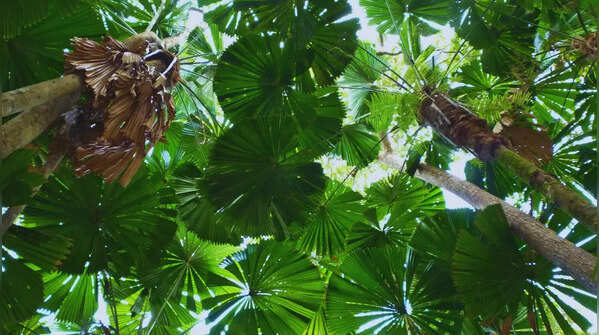 Fan palm forests