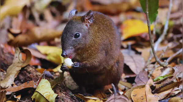 Unique wildlife