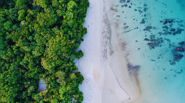 Reef and rainforest