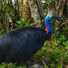 Cassowary habitat