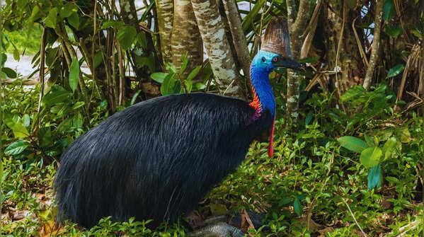 Cassowary habitat