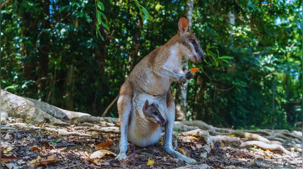 Biodiversity hotspot
