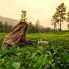 Natural Setting