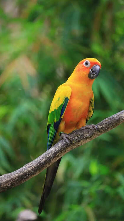 کانور گونه سبز (Green-cheeked Conure)