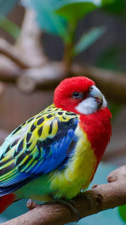 طوطی بورک (Bourke’s Parakeet)