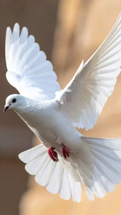 کبوتر (Dove)