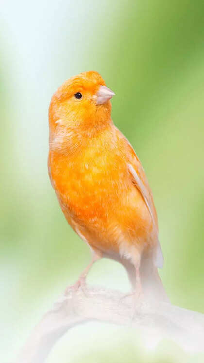 قناری (Canary)