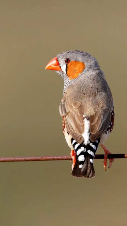 فنچ گورخری (Zebra Finch)