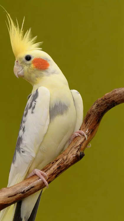 عروس هلندی (Cockatiel)