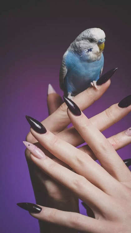 مرغ عشق (Budgerigar)